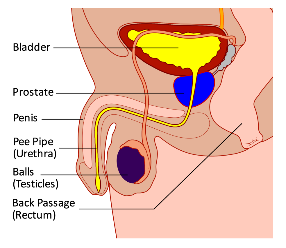 Prostate cross section
